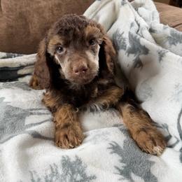 Cortado - Sable female Poodle puppy in Ellenburg Center, New York from Kristin's Puppies