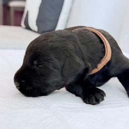 Mr Brown - Black male Giant Schnauzer puppy in Wildomar, California from My Angel Schnauzers
