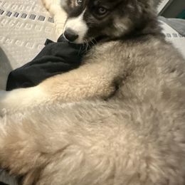 Siberian Husky Puppies from TRUHUSKY SIBERIANS