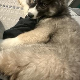 Siberian Husky Puppies from TRUHUSKY SIBERIANS
