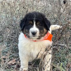 Boy 4 - Karakachan puppy from Rock Solid Ranch