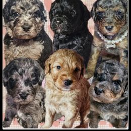 Bernedoodle and Goldendoodle Puppies from Farmer's Chic Doodles
