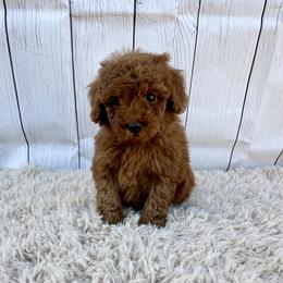 Sparkle (AKC) - Red  female Poodle puppy in Riverside, California from Red Toy Poodle World