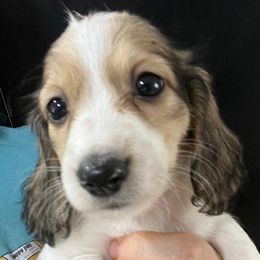 Yuki Girl 2 - Piebald female Dachshund puppy in Bigfork, Minnesota from Dachshunds Up North