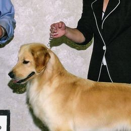 Golden Retrievers from ​Claircrest Golden Retrievers