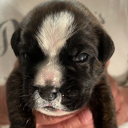 Boxer Puppies from Goodfella Boxers