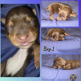 Boy 1 - Chocolate and tan male Yorkshire Terrier puppy in Gatesville, Texas from Schultz Yorkies byGrace