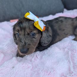 Mocha - Dapple female Dachshund puppy in Riverdale, Utah from Behive Doxies
