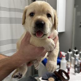 Miss Rose aka Belle - Yellow female Labrador Retriever puppy in Canton, Georgia from Dukes Retirevers