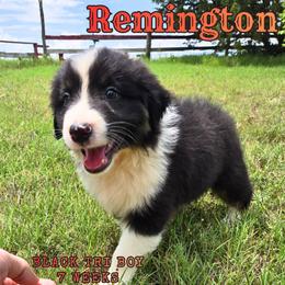 Remington - Black tri-color male Australian Shepherd puppy in Abilene, Texas from S&K Aussies N' Rotties