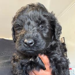 Male 1 - Black male Giant Schnauzer puppy in Pearland, Texas from K & S Schnauzers