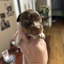 Girl - Piebald female Dachshund puppy in Dobson, North Carolina from Oakleys Dachshund Haven