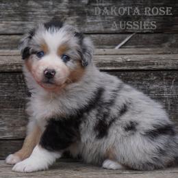Girl 2 - female Australian Shepherd puppy in Burbank, South Dakota from Dakota Rose Aussies