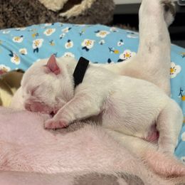 Black - White male Bulldog puppy in Krum, Texas from K & K Little Blessings