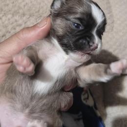 Rizza - Blue and white male Chihuahua puppy in Gray, Louisiana from Chi Chi's Place LLC
