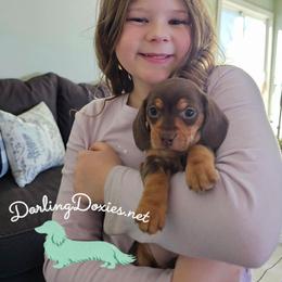 Girl 1 - Chocolate and tan female Dachshund puppy in Elk River, Minnesota from Darling Doxies