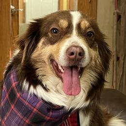 Australian Shepherds and Miniature American Shepherds from Countryside Kennels and Aussies