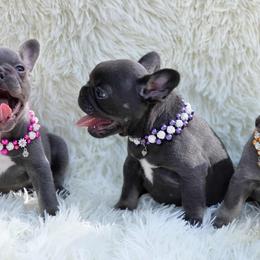French Bulldog and Pekingese Puppies from SFLK