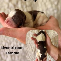 Lucy - Tri-Roan female English Springer Spaniel puppy in Uvalda, Georgia from Willow Creek Farms