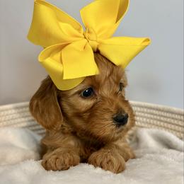 Daisy - Apricot female Goldendoodle puppy in Dayton, Tennessee from MK Goldendoodles