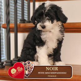 Noir - Black and white female Sheepadoodle puppy in Cleveland, Tennessee from Narrow Path Old English & Sheepadoodles