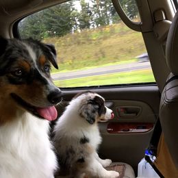 Australian Shepherd Puppies from Great Spirit Aussies