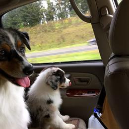 Australian Shepherd Puppies from Great Spirit Aussies