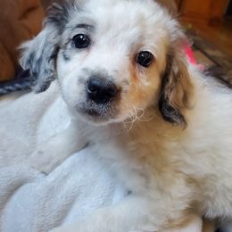 Daisy - Blue merle female Aussiedoodle puppy in Grants Pass, Oregon from Down Under Doodles