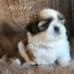 Orion - Red and white male Shih Tzu puppy in Sanger, California from Hillsides Shih-Tzu