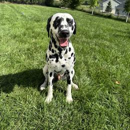 Hamilton - Dalmatian