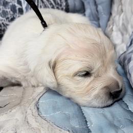 Black bou - Light golden male Golden Retriever puppy in Tylertown, Mississippi from Southern Paws, LLC