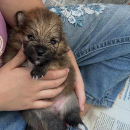 Pomeranian Puppies from Tinkerpoms