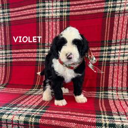 Violet - Black and white female Sheepadoodle puppy in Blackfoot, Idaho from Son of a Poodle Sheepadoodles