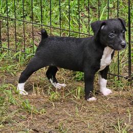 Yeti - Black and white male Rat Terrier puppy in Lynn, Alabama from Cryptic Rat Terriers
