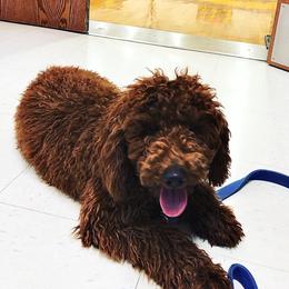 Indee - Goldendoodle