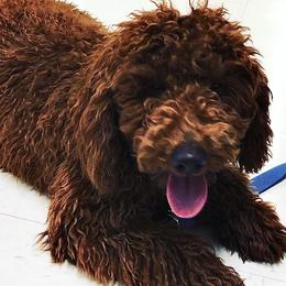 Indee - Goldendoodle