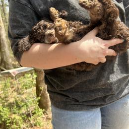 Azul - Brown male Poodle puppy in Athens, Tennessee from Paws & Kisses