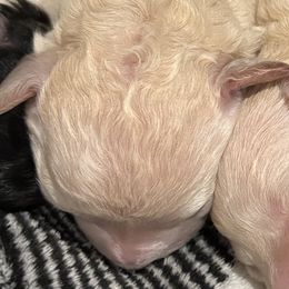 Schnapps - Cream female Companion Cross puppy in Albany, New York from CocoPuff Breeders
