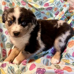 Boy 7 - male Miniature Australian Shepherd puppy in Port Saint Lucie, Florida from Charlene Brannon's Mini Australian Shepherds