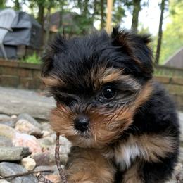 Yorkshire Terrier Puppies from Whispering Willows Kennels