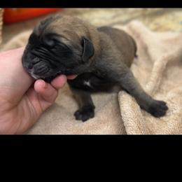Karai - Fawn female Mastiff puppy in Wewoka, Oklahoma from P Diamond Mastiffs