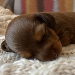Chocolate Based Shaded Red Female - Red female Dachshund puppy in Mesa, Arizona from Ruby Desert Doxies