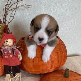 DEAN - Sable male Pembroke Welsh Corgi puppy in Hinton, Oklahoma from Green Cloud Ranch
