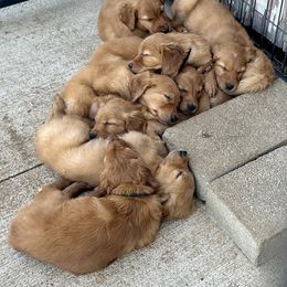 Golden Retriever puppies from Buschur’s Dream Goldens