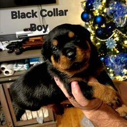 Black Collar Boy 2 - Black and mahogany male Rottweiler puppy in Seale, Alabama from A & Y Guardian Rottweiler