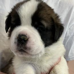 Boy 8 light green collars - Red and white male Saint Bernard puppy in New Sharon, Maine from Kimball Pond  Saint Bernards