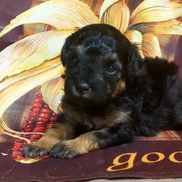 Lexus - Black & tan Maltipoo puppy in Mabelvale, Arkansas from Durham's Designer Poos