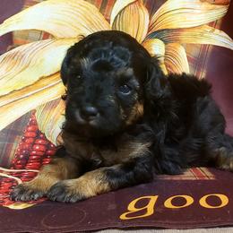 Lexus - Black & tan Maltipoo puppy in Mabelvale, Arkansas from Durham's Designer Poos