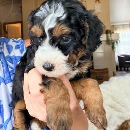 Juniper (3,600) - Tri-color female Bernedoodle puppy in Grandview, Texas from Big Sky Bernedoodles
