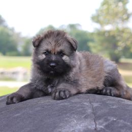 Red Collar boy - Sable male German Shepherd puppy in Elkmont, Alabama from Oakmont Shepherds